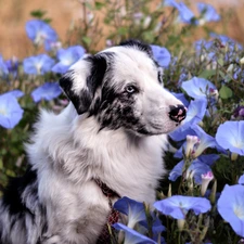 blue, bindweed, Australian Shepherd, Flowers, dog