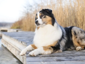 grass, water, Australian Shepherd, Platform, dog