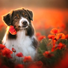 papavers, blur, Australian Shepherd, Flowers, dog