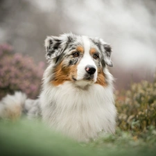 Plants, Bokeh, Australian Shepherd, muzzle, dog