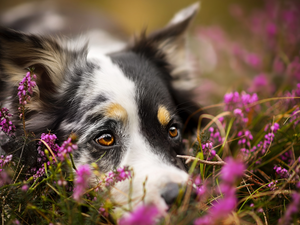 rapprochement, heathers, Australian Shepherd, muzzle, dog