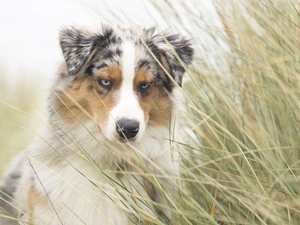 tall, grass, Australian Shepherd, muzzle, dog