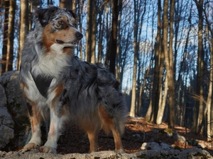 trees, viewes, Australian Shepherd, forest, dog