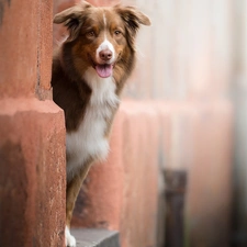 wall, Bay, Australian Shepherd, muzzle, dog