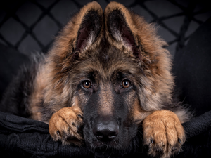 dog, Puppy, German Shepherd