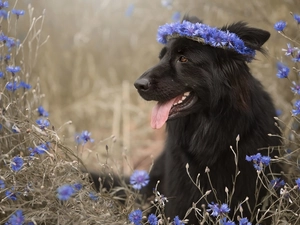Flowers, Black German Shepherd Dog, dog, cornflowers