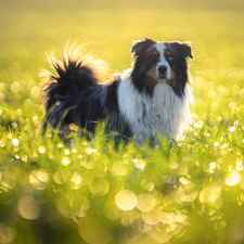 Meadow, dog, Australian Shepherd