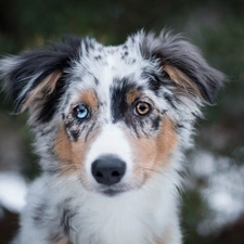 color, Eyes, Australian Shepherd, muzzle, Puppy