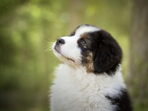 Australian Shepherd, Puppy, Australian Shepherd