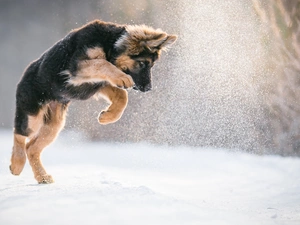 snow, Puppy, German Shepherd