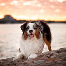 Stones, dog, Australian Shepherd