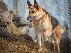 Stones, dog, German Shepherd