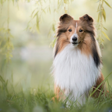 Twigs, dog, Scottish Shepherd