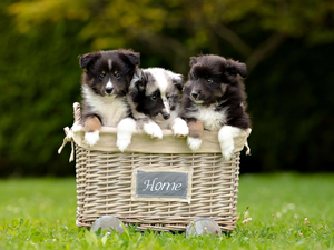 Three, Shetland Sheepdogs, basket, puppies