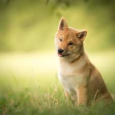 grass, dog, Shiba inu