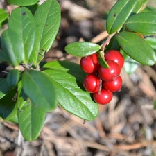 leaves, blueberries Red, Shining