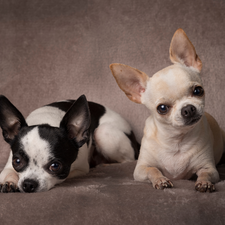 Two cars, puppies, Short-haired Chihuahua, Dogs