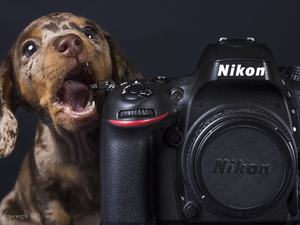 Dachshund Shorthair, Camera, Nikon, Puppy