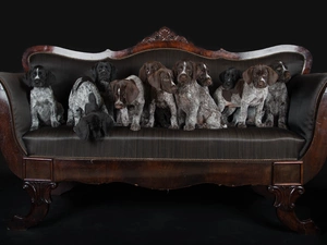 German Shorthaired Pointer, sofa, puppies