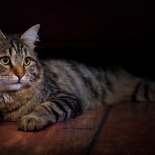 siberian, Nikifor, cat