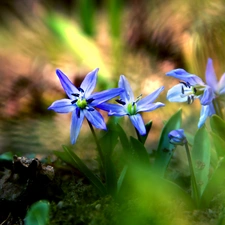 Siberian squill, Flowers