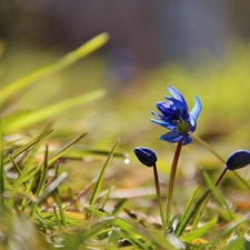 Siberian squill, grass