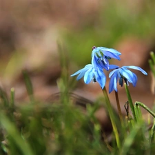 Siberian squill