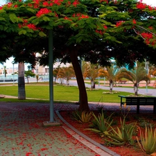 viewes, Park, Sidewalks, Bench, Palms, trees