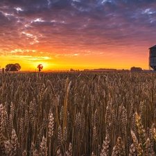 viewes, corn, clouds, trees, Field, Great Sunsets, silo