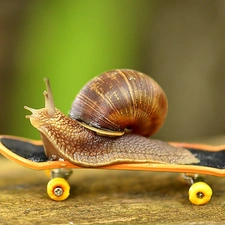 snail, skate