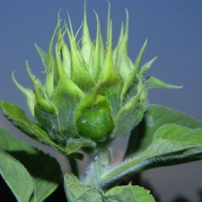 Sky, Sunflower, bud