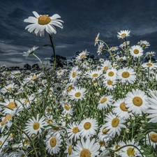 Sky, Flowers, chamomile