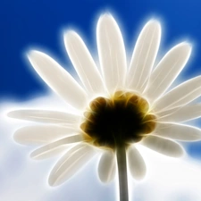 Sky, Flower, Cloud