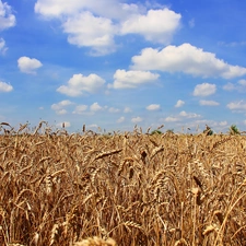 Sky, clouds, Field, blue, corn