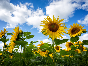 clouds, Nice sunflowers, Sky