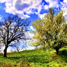 trees, grass, Sky, clouds, viewes, Meadow