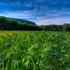 Field, forest, Sky, corn-cob