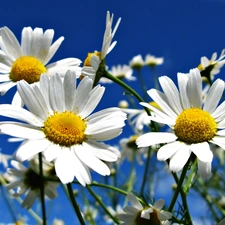 Sky, Flowers, Daisy