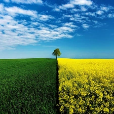 field, trees, Sky, cultivated