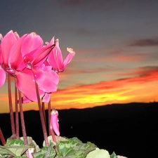 Sky, Cyclamen, west, sun, Flowers