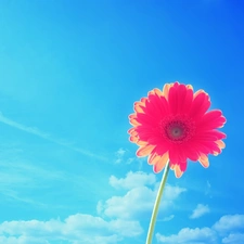 Gerbera, Sky