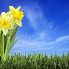 Sky, Daffodils, grass