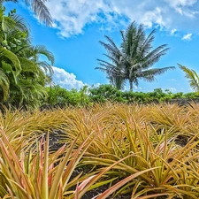 Sky, Palms, grass