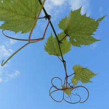 leaf, blue, Sky, Grapes