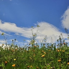 Meadow, grass, Sky, Flowers