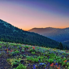 Mountains, Flowers, Sky, woods