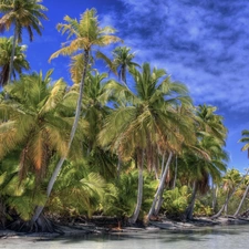 Sky, sea, Palms