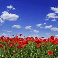 Sky, Red, papavers