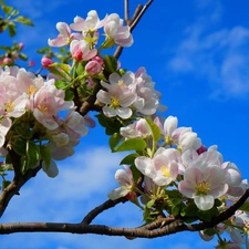 Sky, branch pics, trees, fruit, Flowers