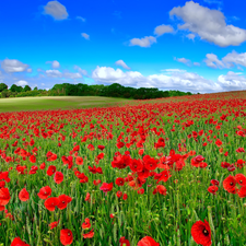 Red, field, Sky, papavers